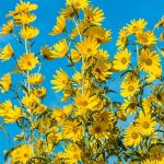 Helianthus Maximillian Sunflower, Live Bareroot Perennial Plant, Yellow Flowering (6-pack)