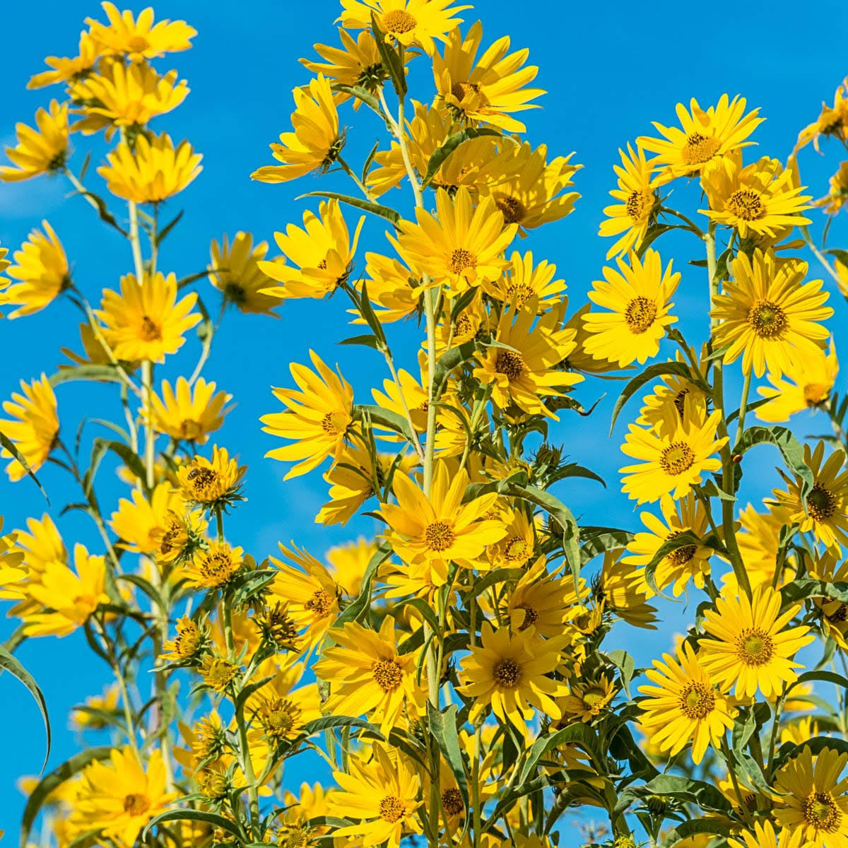 da7c1cc42355203e2f3af0439154fed58cffc0a42e9c8ce600c2ec7383783ab2.jpg Helianthus Maximillian Sunflower, Live Bareroot Perennial Plant, Yellow Flowering (6-pack) - Image 1