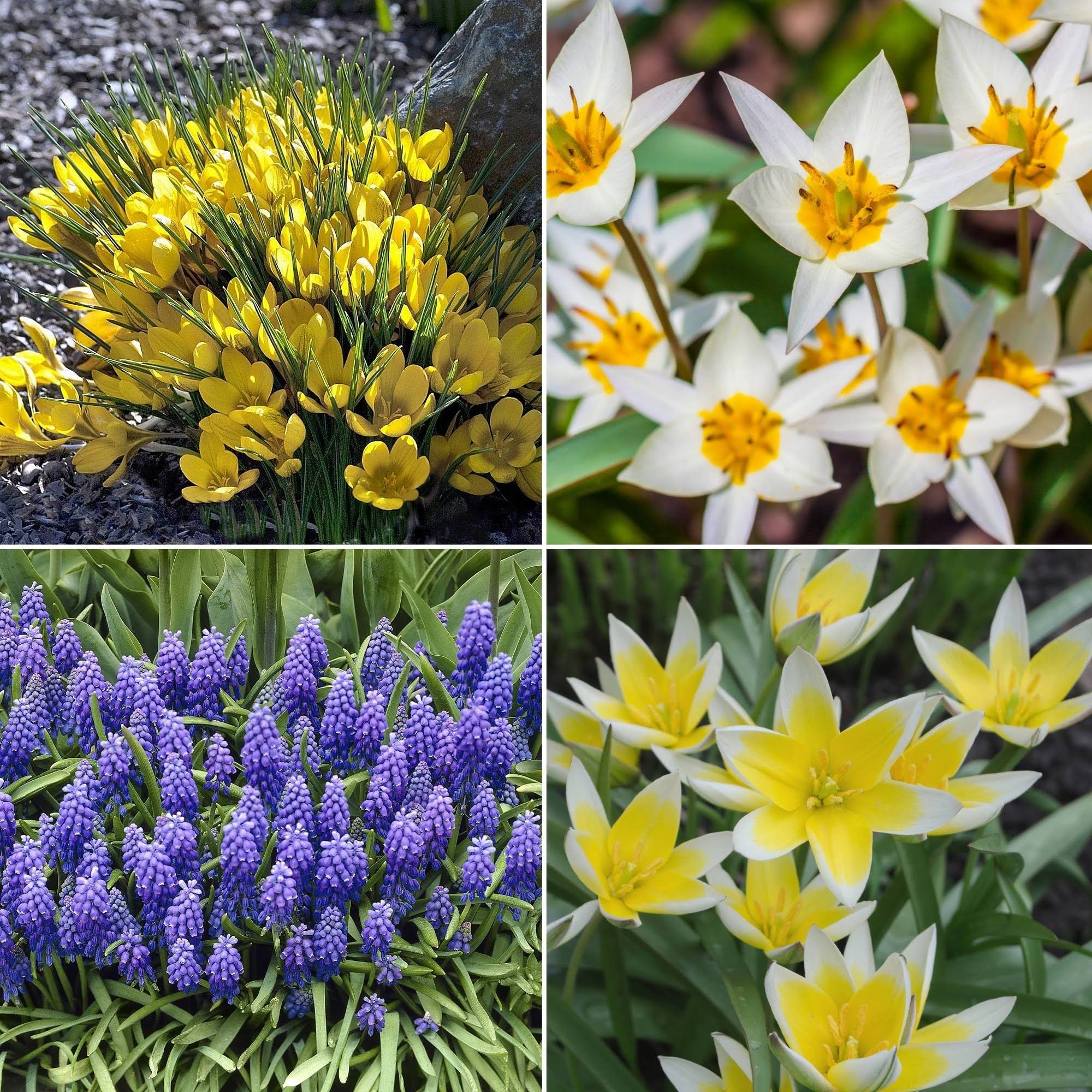 dc157a1d58a6efa0035d4f544c06ed528f9b1dbfe3c2a65eaf6eff10715016ad.jpg 40pk Hummingbird Garden Nature Friendly Collection Assorted Bulbs - National Plant Network - Image 1