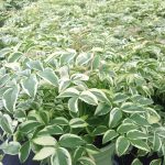 American Beauties Native Plants Polemonium R. 'Stairway to Heaven' (Jacobs Ladder) Perennial, 1-Size Container, Light Blue Flowers