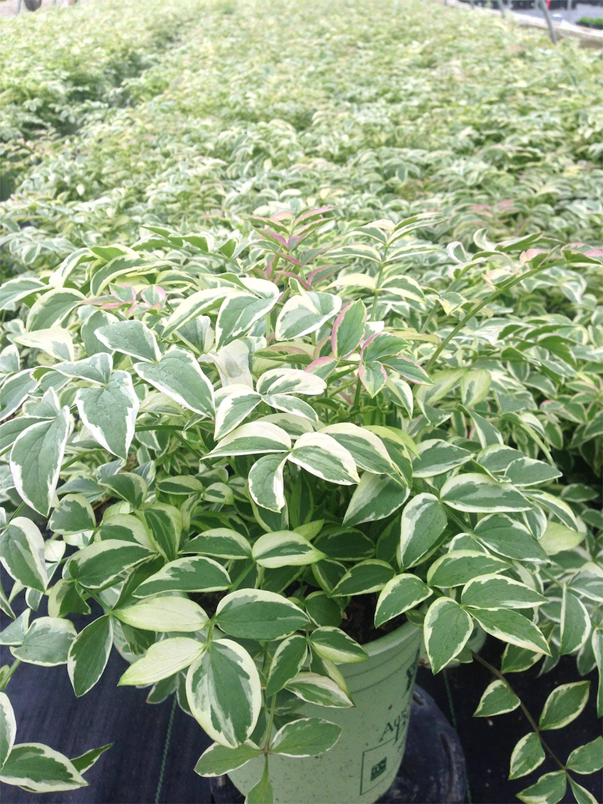 dc20cbe8ab7e07bef299f9dc35eccf3e35ff258ba3dcac0356124649d5962c47.jpg American Beauties Native Plants Polemonium R. 'Stairway to Heaven' (Jacobs Ladder) Perennial, 1-Size Container, Light Blue Flowers - Image 1