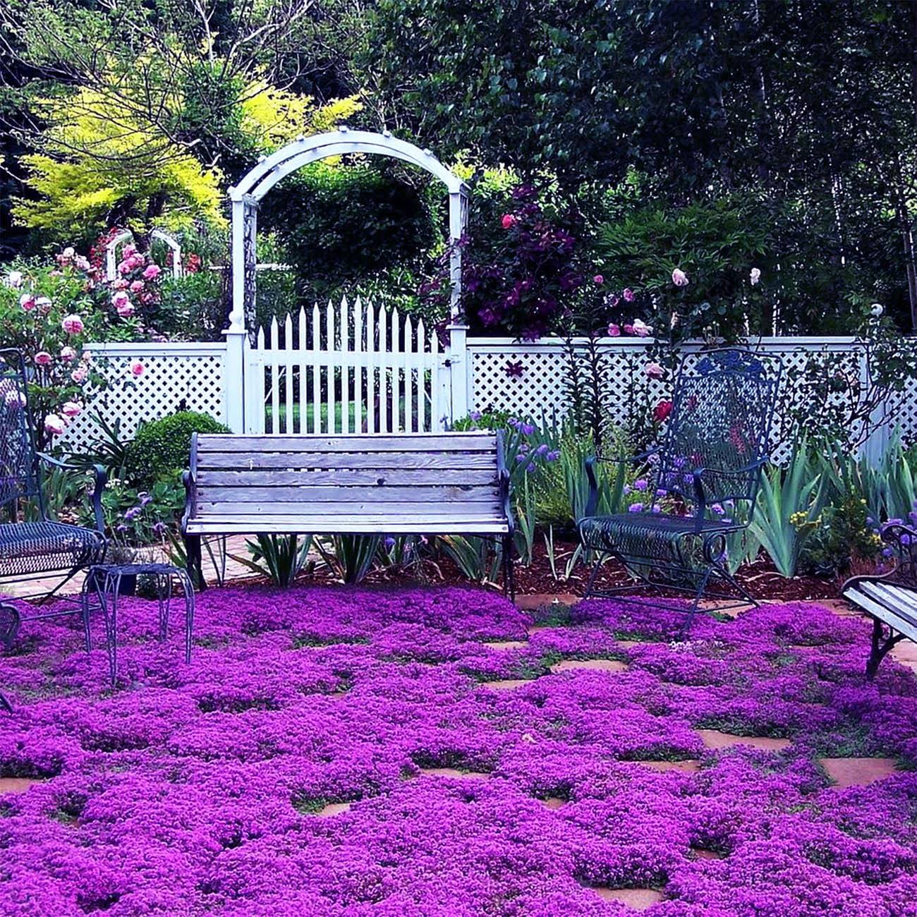 dc72b4d40a7451697be36a14c36a994dbf1ccfecdd13f09f465588147706445f.jpg 20000+ Magic Purple Creeping Thyme Seeds for Planting Ground Cover Plants Heirloom Flowers Perennial Thyme Non-GMO Thymus Serpyllum Seed - Image 1