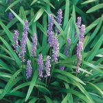 Gardens Alive! 5-Pack Green Liriope Starter Plants in Bareroot | 67679