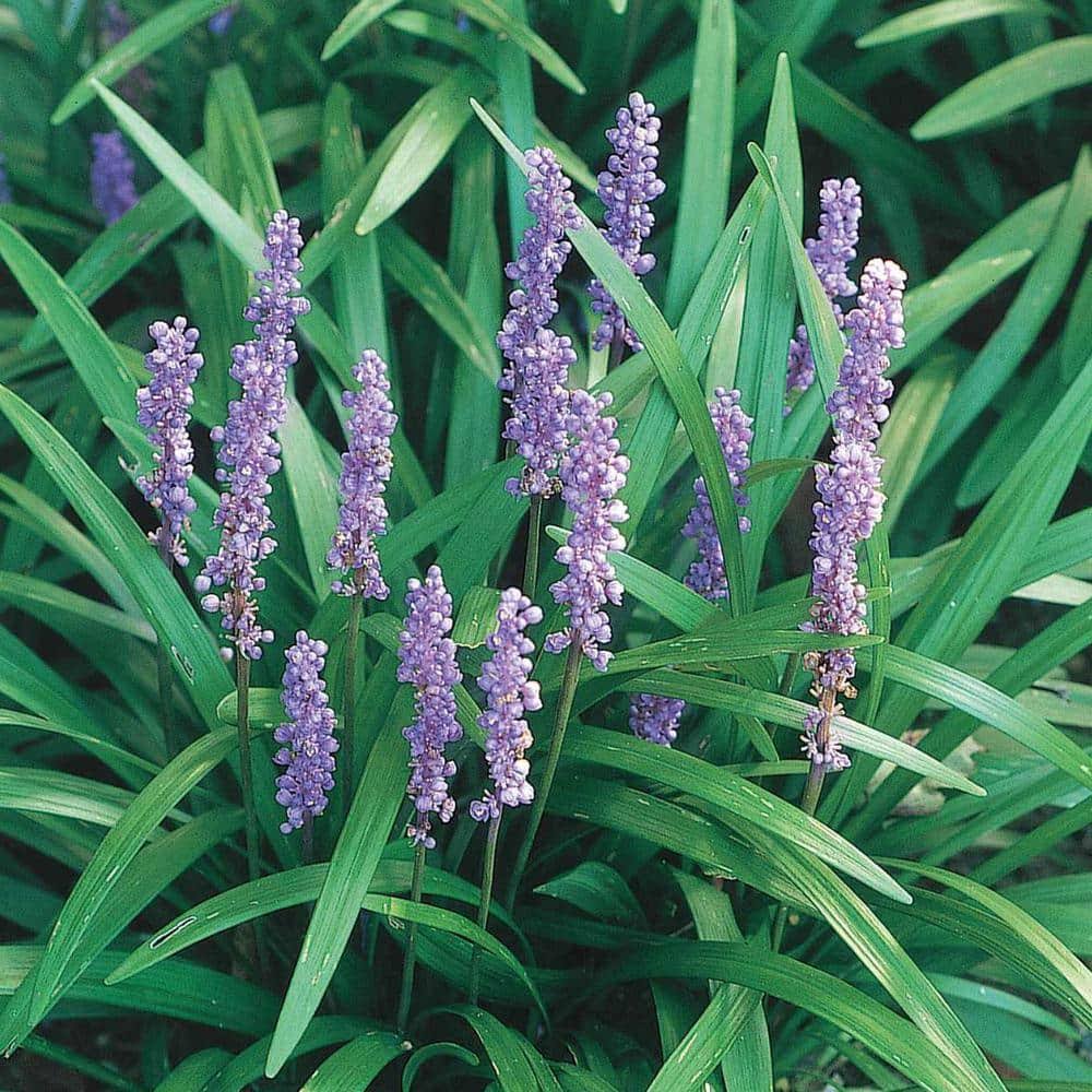 dcc0aac9c098a8e515a11c33f4917f75837d54add1f8f5f7fe6bd6850fe5f93f.jpg Gardens Alive! 5-Pack Green Liriope Starter Plants in Bareroot | 67679 - Image 1