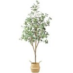 71 in. Eucalyptus Plants Tree 5.9 ft. Tall