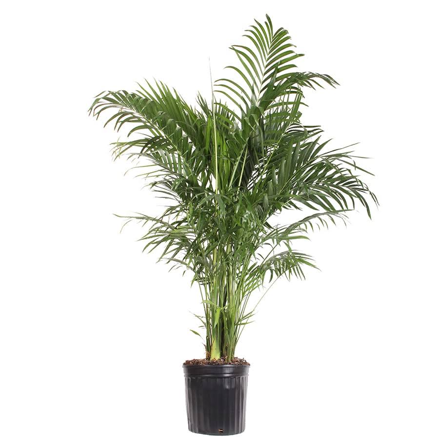 dd92d65b91df2a81aab6cec8d3d6a581a07ee2285a82a2a6c51cb8bf9bcfb327.jpg Lowe's Palm House Plant | Nursery - Image 1