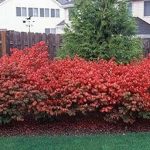 10 Dwarf Burning Bushes - Live Plants - 4-10 Tall Seedlings - Hardy Shrubs - Ships Bare Root - Euonymus Alatus