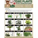TLC Safety by Design Enhanced Toxic Plants Flowers Trademarked Poison for Pets Dogs Cats Emergency Home Alone 5�� x 7�� Veterinarian Approved