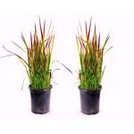 1 gal. Japanese Blood Grass with Striking Bright Red Color (2-Pack)