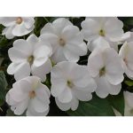 2 gal. Compact White SunPatiens Impatiens Outdoor Annual Plant with White Flowers in 12 in. Hanging Basket