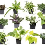 Easy to Grow Houseplants (12 Pack) Live House Plants in Plant Containers, Growers Choice Plant Set in Planters with Potting Soil Mix, Home D��cor