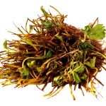 10 Eversweet Everbearing Strawberries Plants - (Pack of 10 Bare Roots for Organic Grown USA. Zone 4-9.