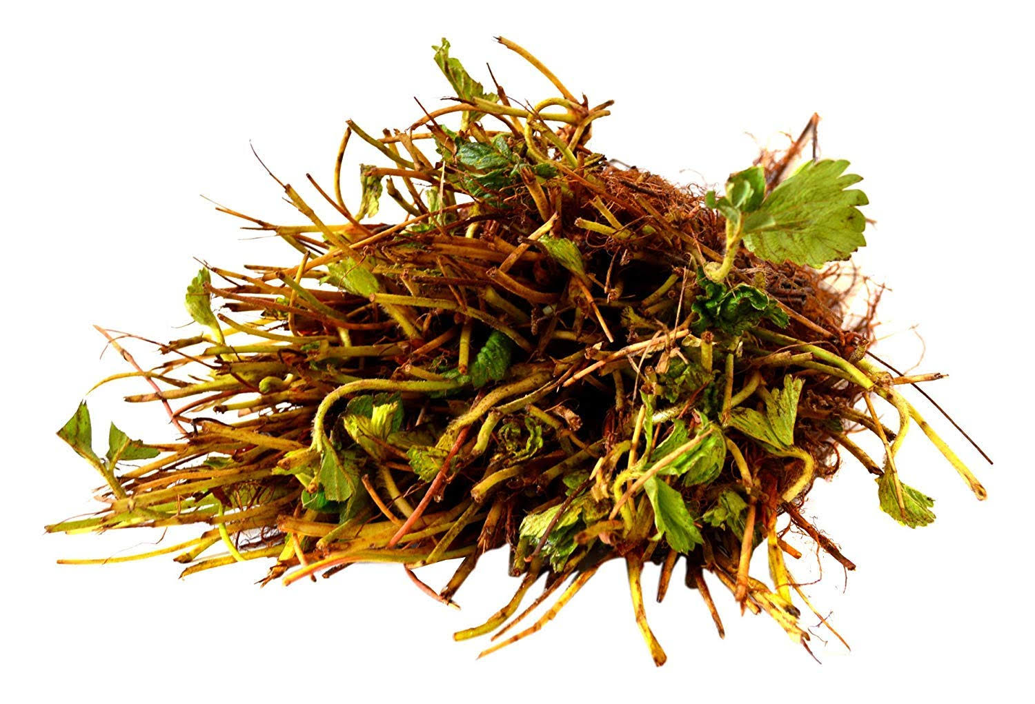 defd91ea36a351a1c9d0edb5de7504a67b425a6ee41d28d51f6ed4d7a3666801.jpg 10 Eversweet Everbearing Strawberries Plants - (Pack of 10 Bare Roots for Organic Grown USA. Zone 4-9. - Image 1