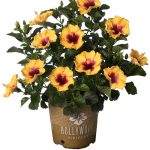 2 Gal Yellow and Red Tropical Hibiscus Rico Suave Annual Plant