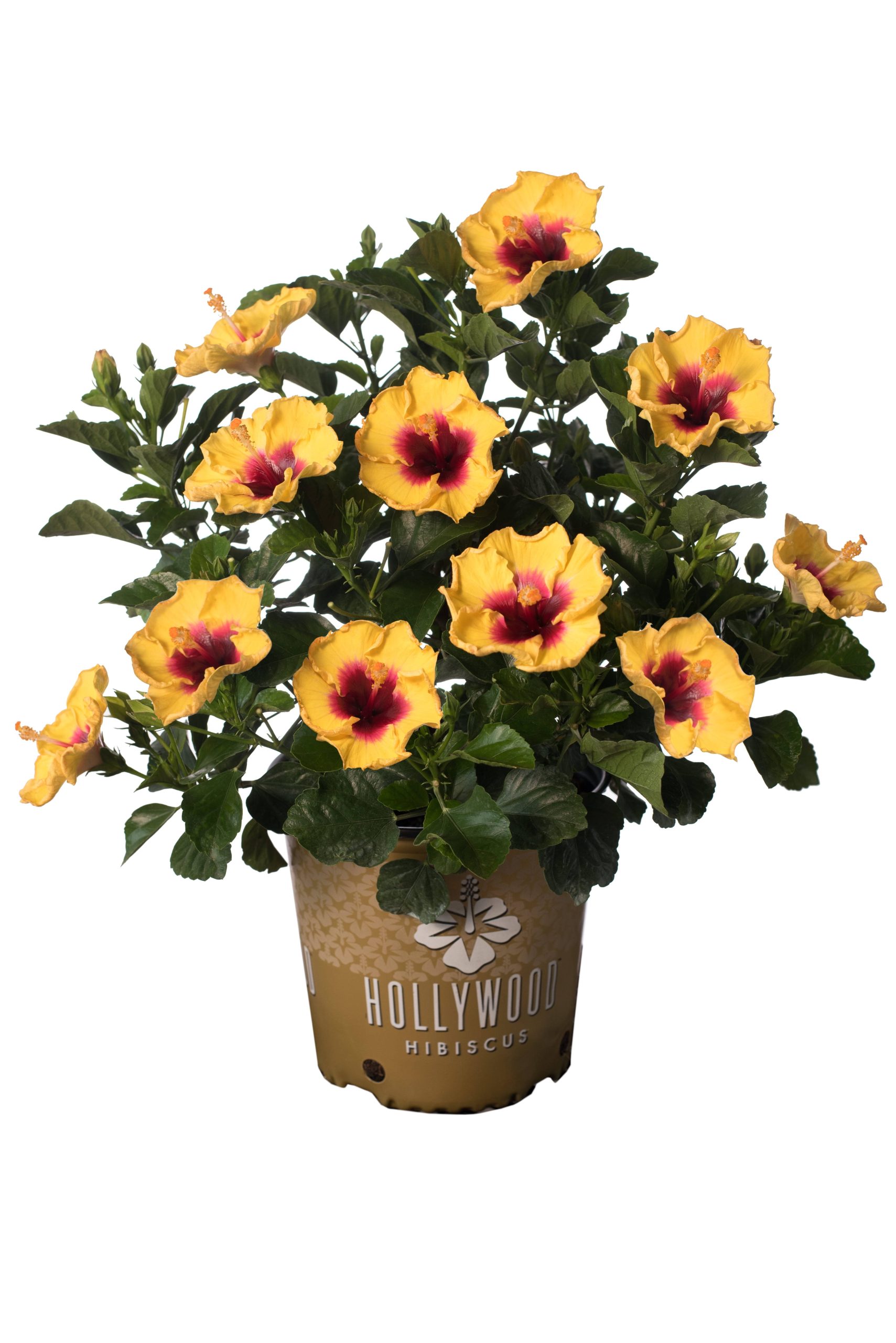 df0864b821862e39af6d1989fcaa79f269d46b50eecf210d28303b782f855484.jpg 2 Gal Yellow and Red Tropical Hibiscus Rico Suave Annual Plant - Image 1