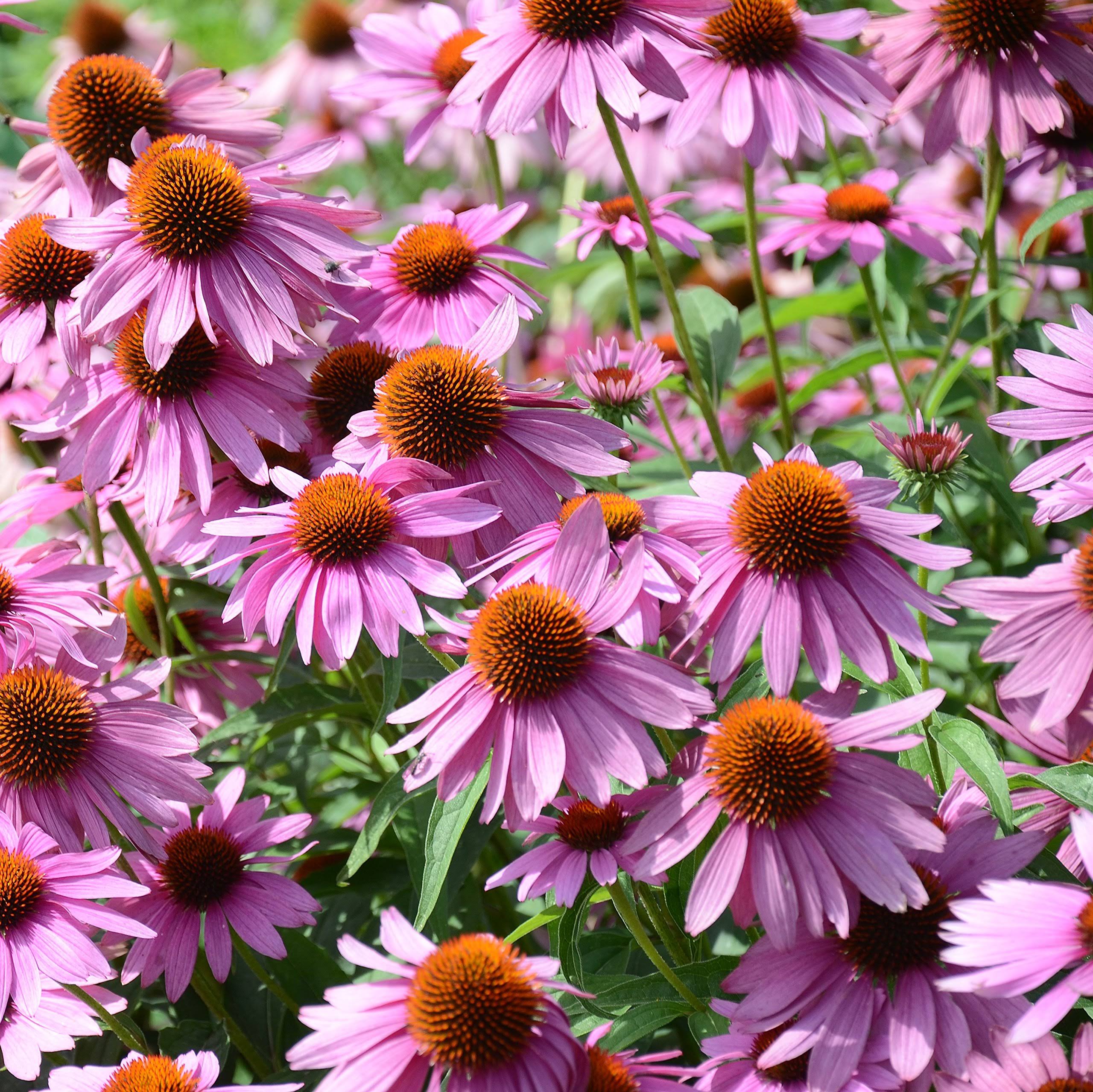 df69049e1ac1207561d90003cea3e5e43593cc4df5fc62a0a647f7e3acd9261d.jpg Outsidepride Echinacea Purple Coneflower Seed - 1 lb - Image 1