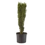 Shrub Sky Pencil Holly 2.5 qt, Green Foliage