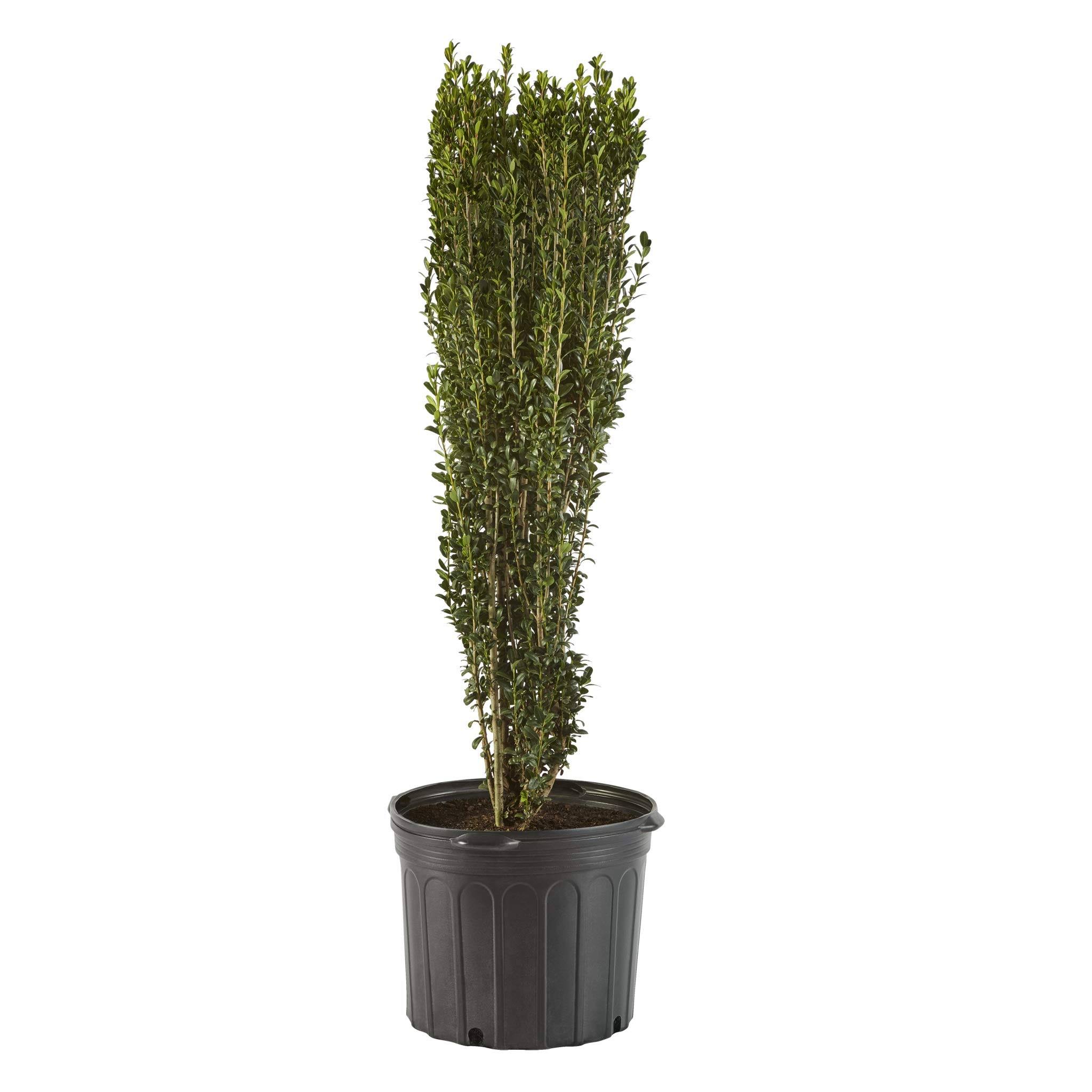 dff196eacbf723d48e3117178daeb9cc7e4670f852518069881039a2c3b2a1be.jpg Shrub Sky Pencil Holly 2.5 qt, Green Foliage - Image 1