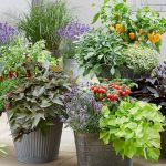 Roberta's 4-Piece Treasure Island Edible Potato Vines