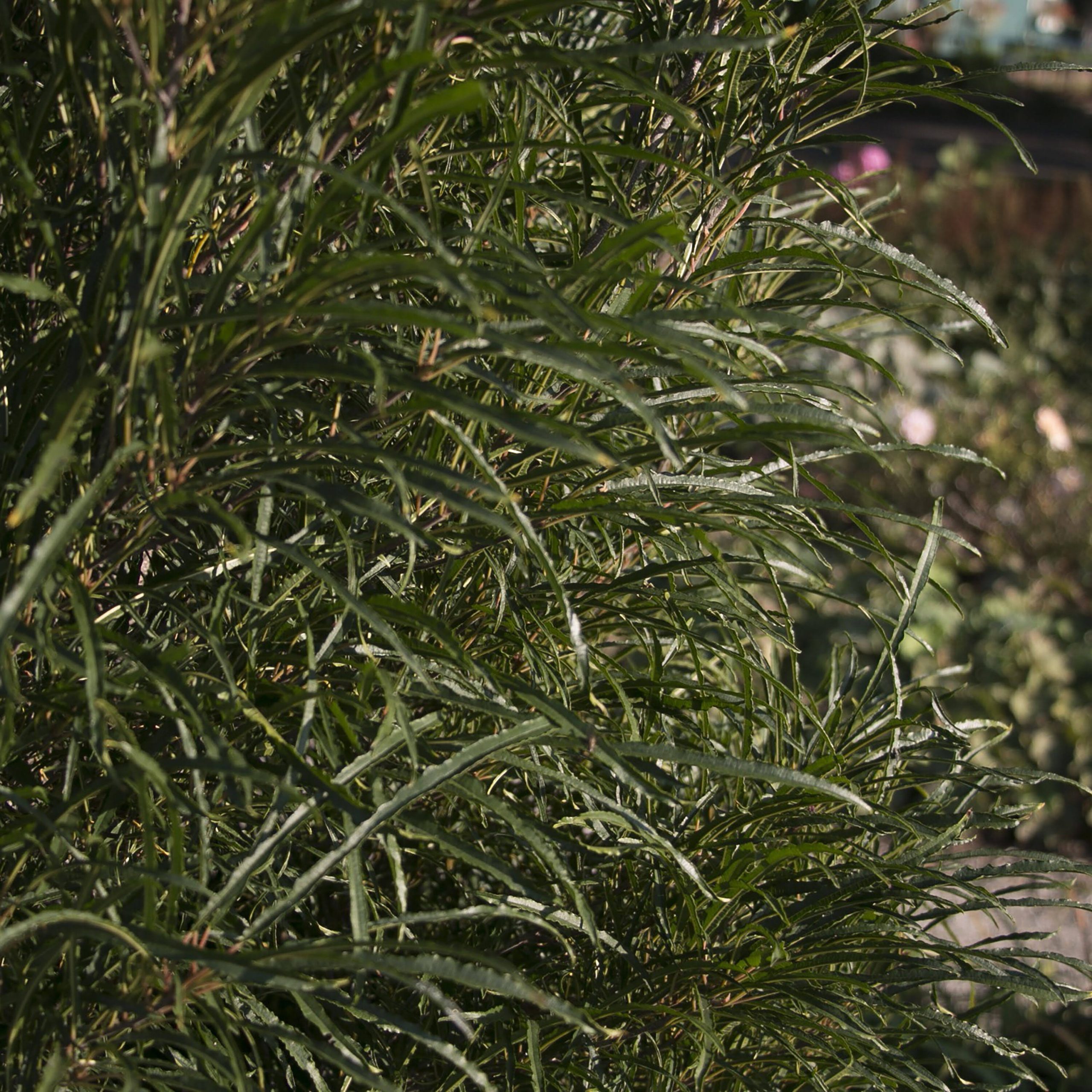 dff52ac25dfc87444eb3c0e96639fde04c38efd02580c2dafe553e75bd939213.jpg 1 gal. Fine Line Buckthorn (Rhamnus) Live Shrub, Green Foliage - Image 1