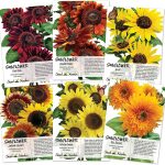 Crazy Sunflower Seed Packet Assortment (6 Individual Seed Packets)