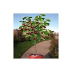 10 Seeds Dwarf Cherry Tree Self-Fertile Fruit Tree Indoor/Outdoor