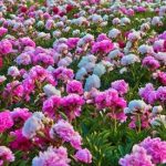 Mixed Peonies - 4 Bulbs