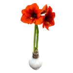 Waxed Amaryllis Bulb - White - Easy Care - No Watering Needed! Beautiful Live Decor