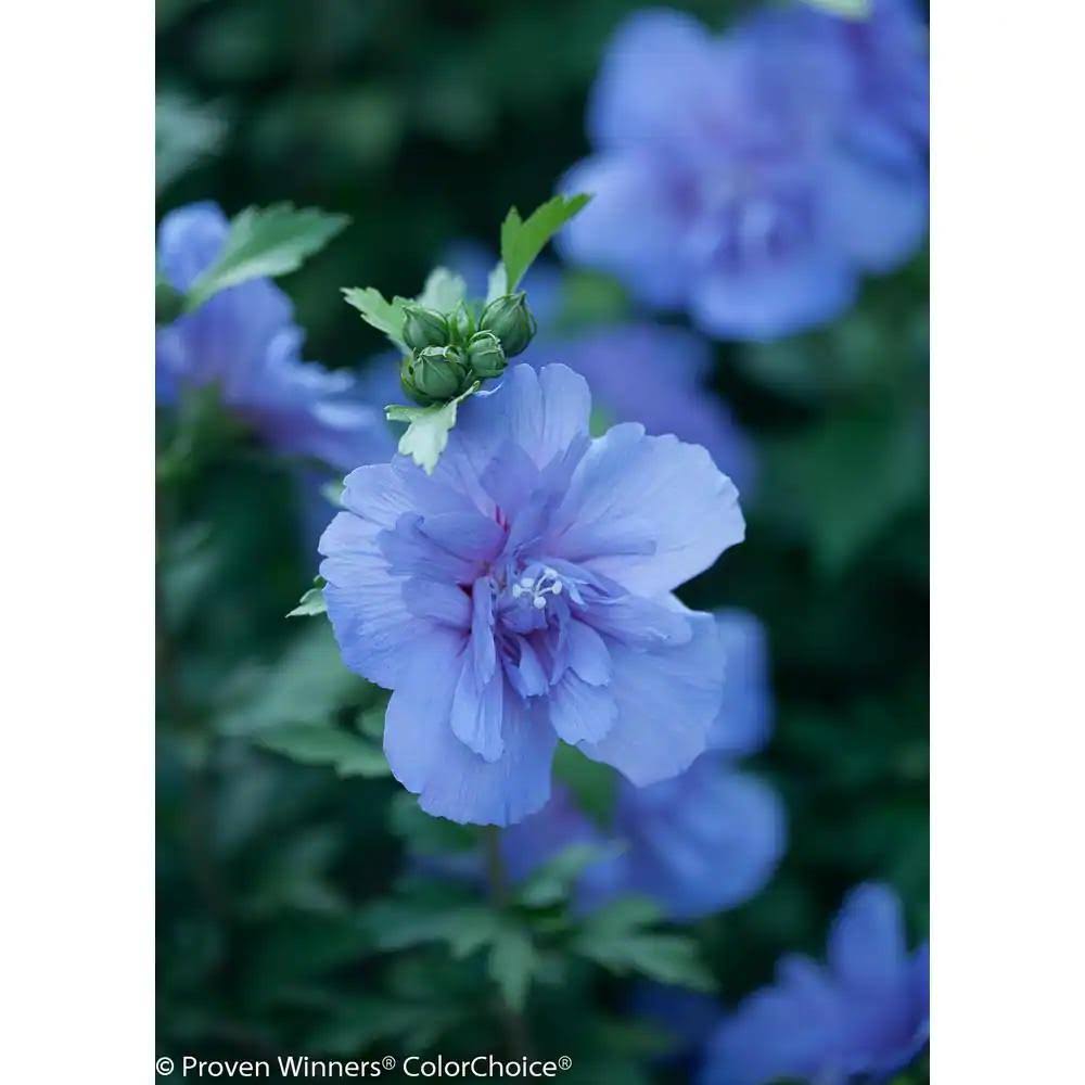 e1b5e39ca554359da17389de9d01ea4d0b9ba3f86cab021703d4ed15e0847511.jpg Proven Winners Blue Chiffon Rose of Sharon (Hibiscus) Live Shrub, Blue Flowers, 4.5 in. Quart - Image 1