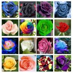 200 Mix Rose Seeds Flower Bush Perennial Shrub, Non-GMO Heirloom 90 Germination Rate Open Pollinated