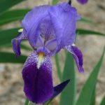Purpleblue German Bearded Reblooming Iris 1 RhizomeBulbRoot Ready for Planting Now