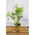 1 gal. Improved Meyer Lemon Tree Live Tropical Tree with White Flower