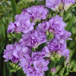 Van Zyverden Freesias Double Blooming Lavender Set of 25 Bulbs