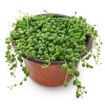 Sprout N Green 4" String of Pearls, Live Trailing Succulent Fully Rooted in Pots with Soil Mix, Rare House Plant for Home Office Wedding Hanging