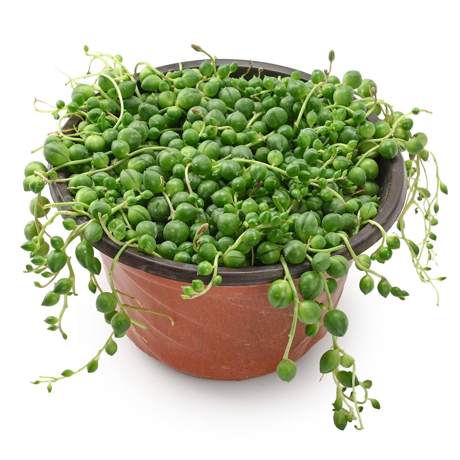 e31acc651cf0bb80572bb63edcc54803b9d21fc2dfb76aea663e2f43cbeae411.jpg Sprout N Green 4" String of Pearls, Live Trailing Succulent Fully Rooted in Pots with Soil Mix, Rare House Plant for Home Office Wedding Hanging - Image 1