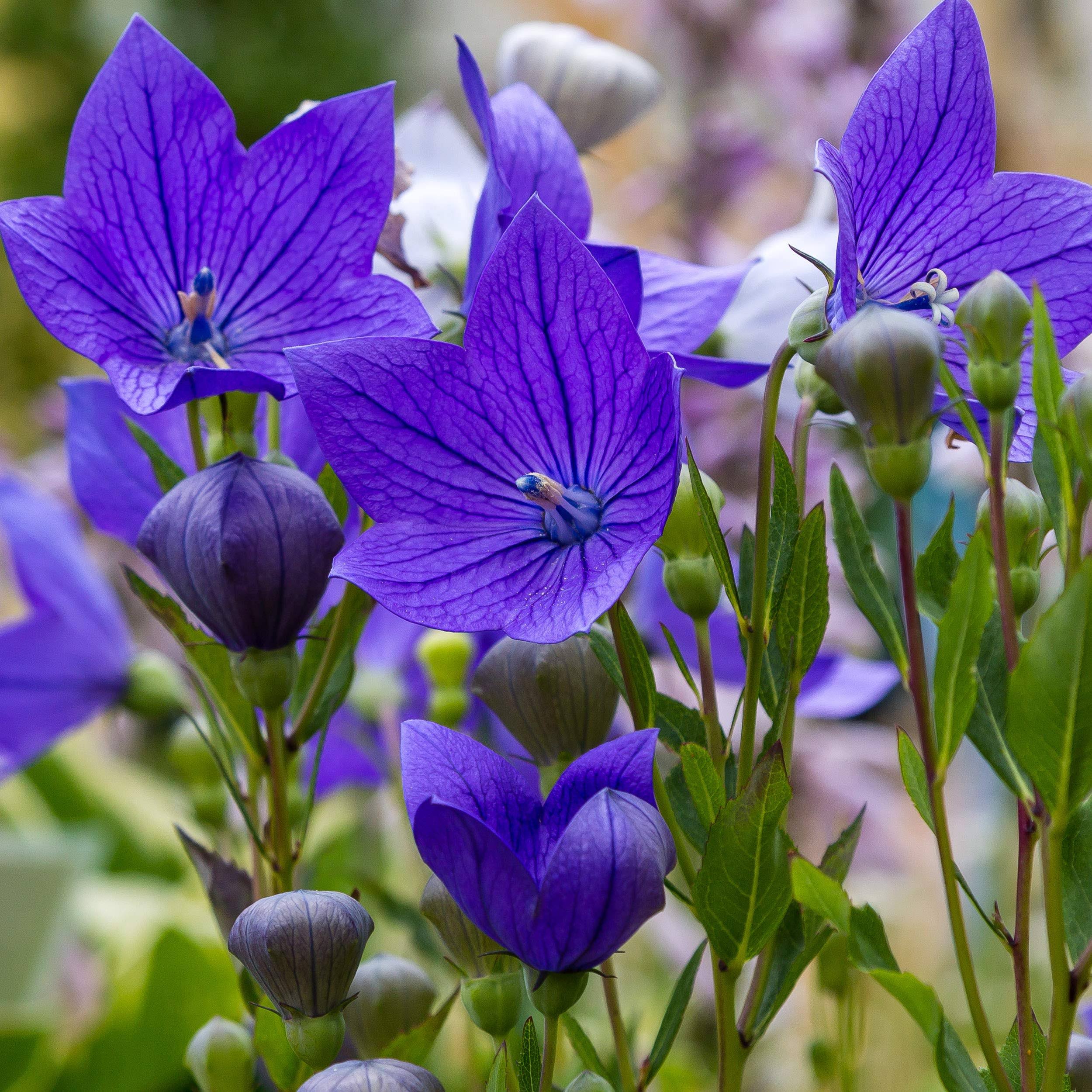 e337e36887fcba50f0dbe4177296138ec448e9b5f95eda607308fa6f2dae17c5.jpg Outsidepride Balloon Flower Blue - 2000 Seeds - Image 1