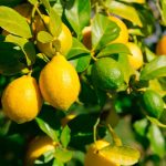1-2 ft. - Lemon-Lime Citrus Tree - The Twist of Lemons and Limes on One Tree Outdoor Plant | Brighter Blooms