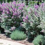 Texas Sage - 20 Live Plants - Leucophyllum Frutescens - Low Maintenance Drought Tolerant Flowering Shrub