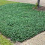 2.5 Qt. Juniper Blue Rug Shrub, Size: 96 in