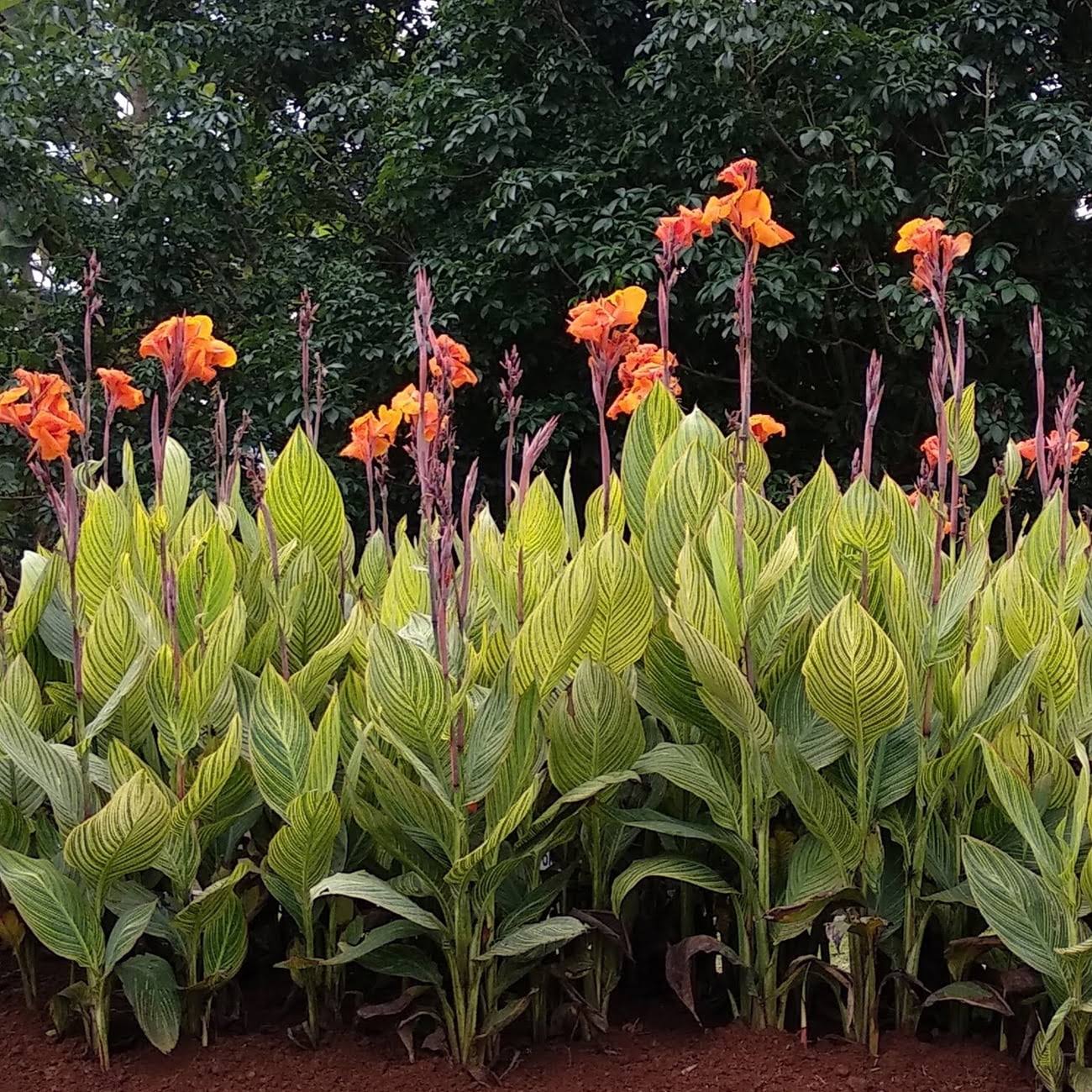 e53246aed3c879f19143beec84180aede214cbe8af3feb6a8c61d98a89c30c46.jpg Van Zyverden Canna Pretoria Dormant Flower Bulb Full Sun; 6+ Hrs Orange - Image 1