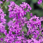 Dame's Rocket Flower Seeds,1000 Heirloom Flower Seeds per Packet, Non GMO Seeds