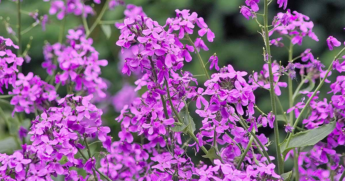 e566ab786bf22fe92dbce72f3aa7ecb1b83e301e2ca8c0097b9b4ad1e143381a.jpg Dame's Rocket Flower Seeds,1000 Heirloom Flower Seeds per Packet, Non GMO Seeds - Image 1