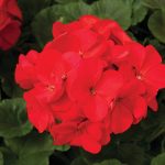 Maverick F1 Series Geranium Flower Garden Seeds - Red - 100 Seeds