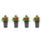 1.38 Pt. Vinca Cora Periwinkle Plant Red Flowers in 4.5 in. Grower's Pot (4-Plants)
