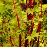 2-3 ft. - Coral Bark Japanese Maple Tree - Unique Color from A Japanese Maple | Brighter Blooms