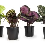 Plants for Pets Calathea Prayer Plants Live House Plants Kit (4 pk), Calathea Plant Live Indoor Plants Live Houseplants, Live House Plants Indoo