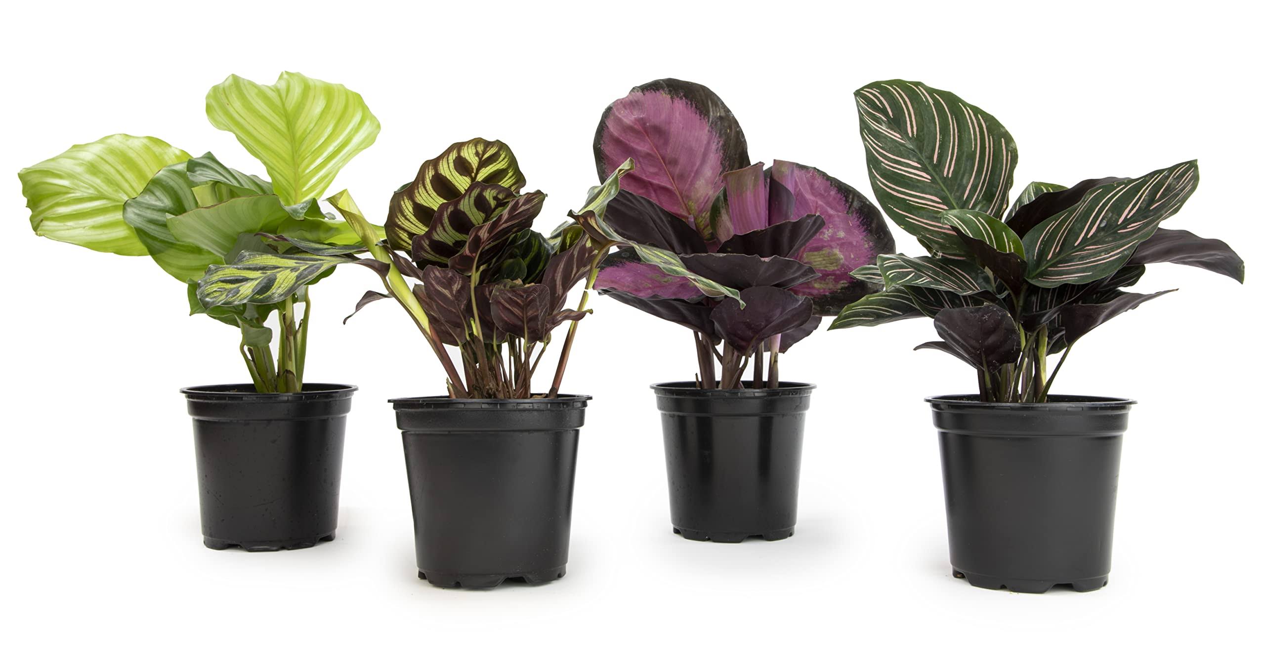 e5e17260fd92dc9a17406b470239f2403a44c229b2227a867148751ace9cc950.jpg Plants for Pets Calathea Prayer Plants Live House Plants Kit (4 pk), Calathea Plant Live Indoor Plants Live Houseplants, Live House Plants Indoo - Image 1