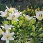 Giant Pretty Lady Tree Flower Lily Bulbs - 3 6 12 Pack with Bulb Planter