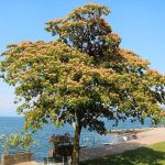 2-3 ft. - Cold Hardy Mimosa Tree - Blooms for Months in Nearly Any Climate | Brighter Blooms