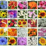 Apexmode 25 Heirloom Flower Seed Packets Including 20+ Varieties Flower Seeds - Forget Me Not Sunflower Marigold Zinnia Lilliput Snapdragon Hummingbir